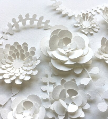 flowers, background and white
