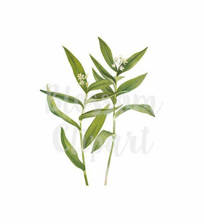 digital leaves, etsy and digital download