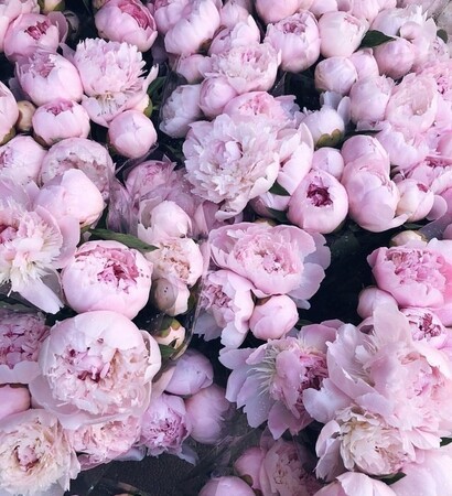 pink, color and light