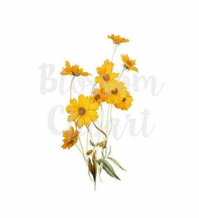 daisy flowers, flower illustration and watercolor flower