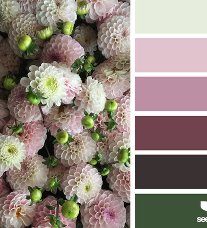 nature, dahlia and blush