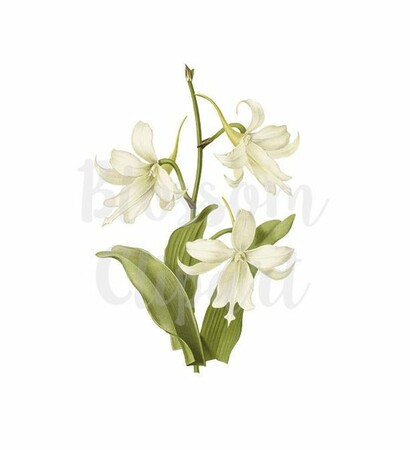 flower clipart, Digital Illustration and clipart flower