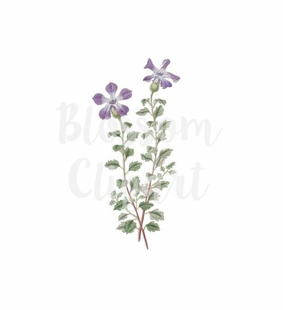 botanicals, flower illustration and etsy