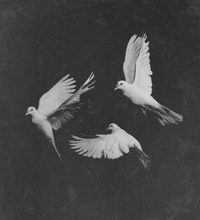 beauty, dove and animals