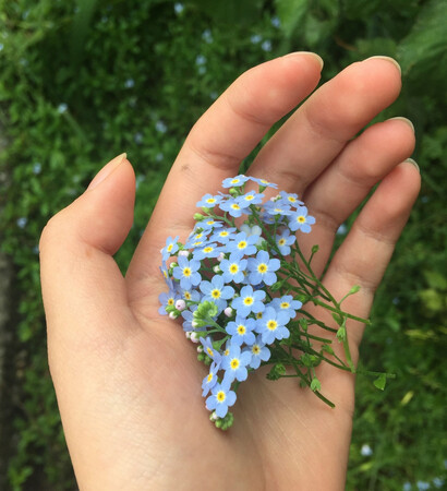 aesthetic, flower and wildflower