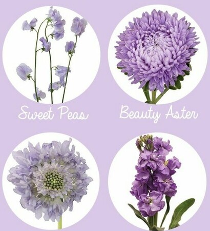 lavender and en