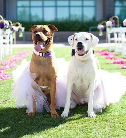 couple, dogs and cute