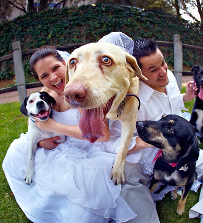 dog, dogs and bride
