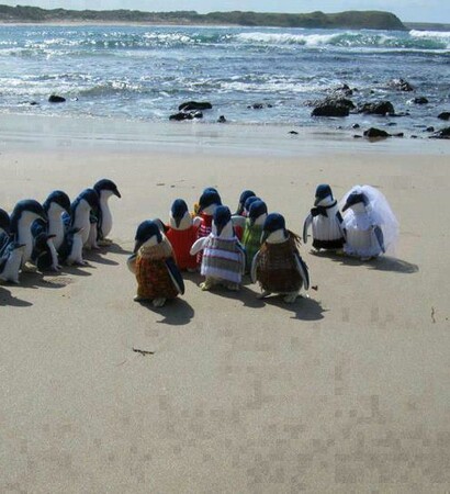 penguin, penguins and groom