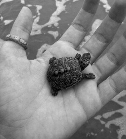 turtle, girl and water