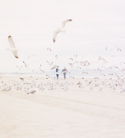 seagull, nature and love