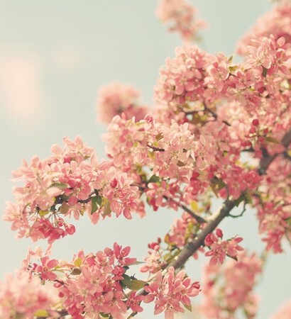 photography, summer and pastel