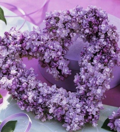 purple, flowers and nature