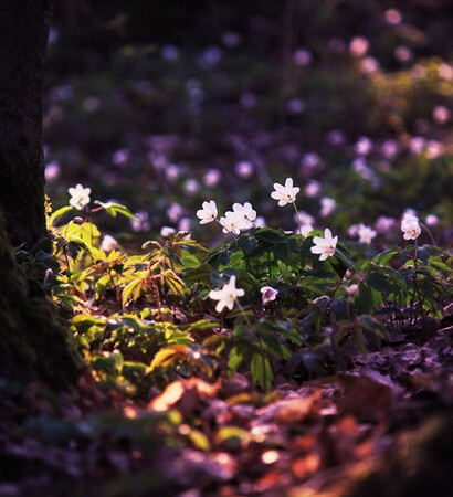 tree, spring and photography