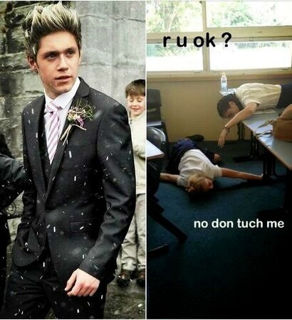 niall horan, fans and nialler