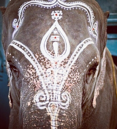 india, elephant and decoration
