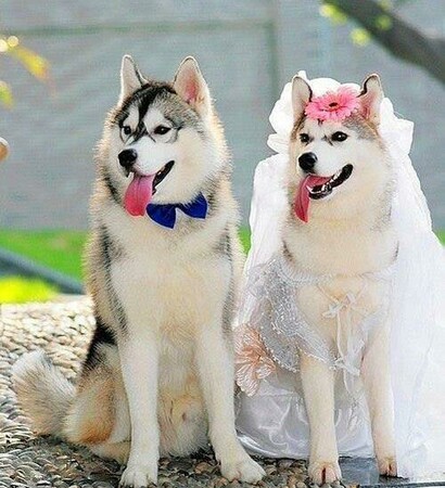 married, bride and dog
